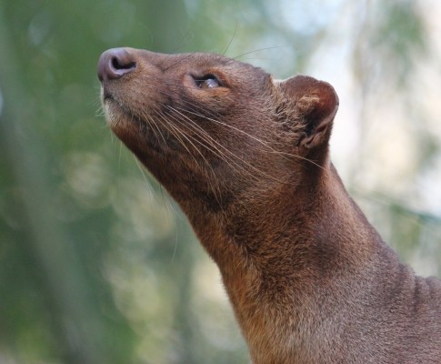 Source : https://equilibriste.org/index.php/apps/files_sharing/publicpreview/GC9mYN2Kqg4M7d2?x=1920&y=597&a=true&file=Fossa_by_zoofanatic_CC_BY_2.0.jpg Un fossa