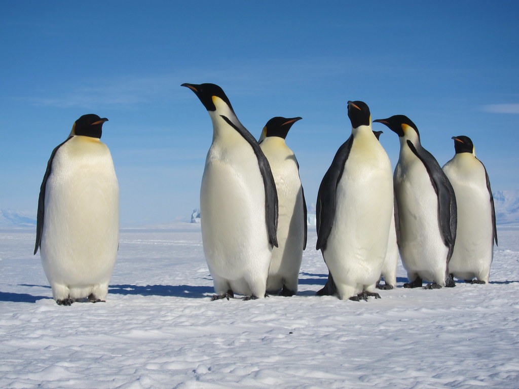 Emperor penguins, © sandwichgirl, novembre 2011, CC-BY-NC-ND 2.0