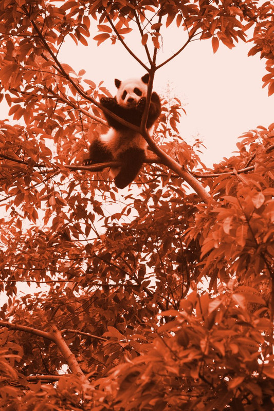 un panda vite fait roux