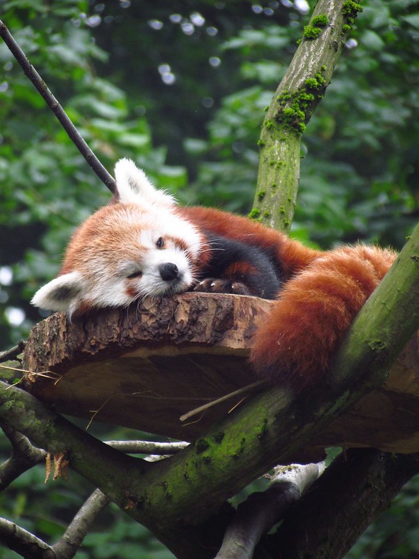 Photo d'un panda roux se reposant les yeux à moitié fermés