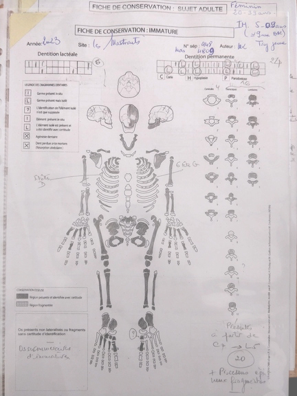 fiche de conservation, illustrant le coloriage manuel des parties de squelette retrouvées