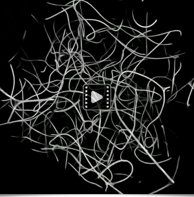 Physarum 3D