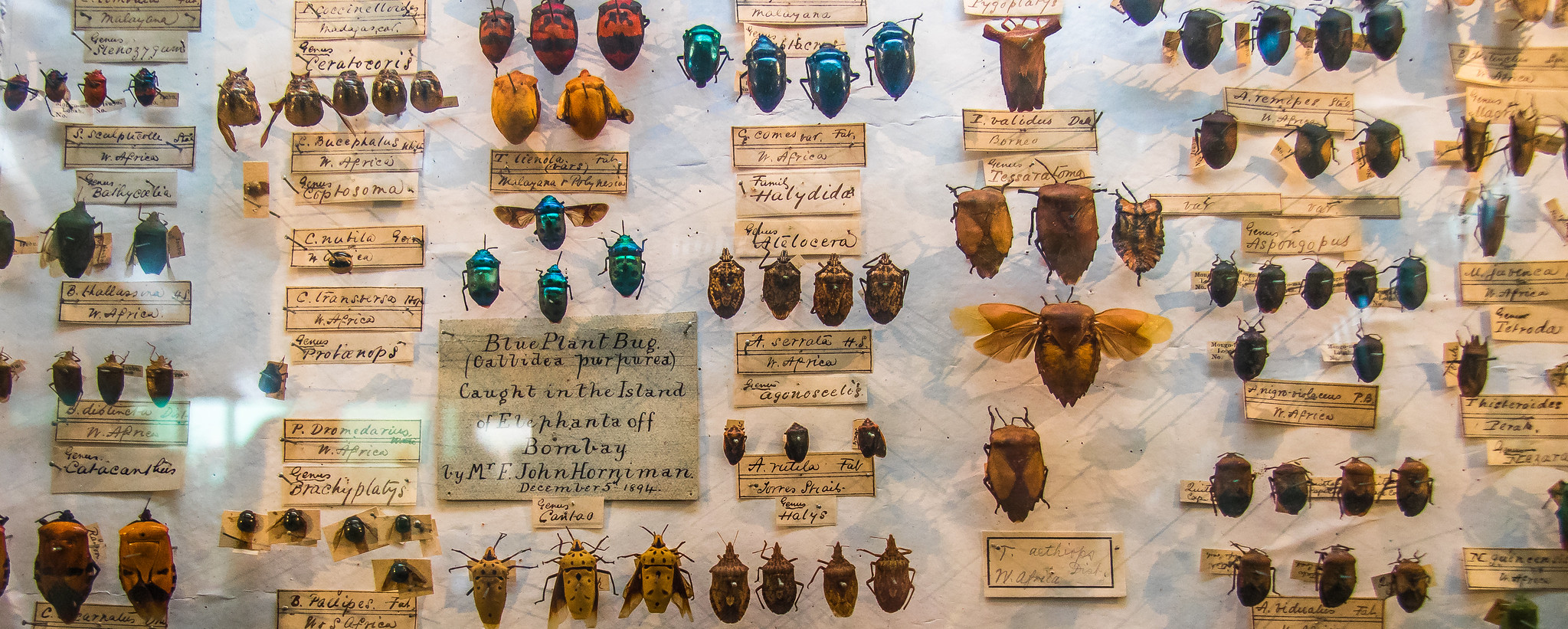 Antique Bug Collection