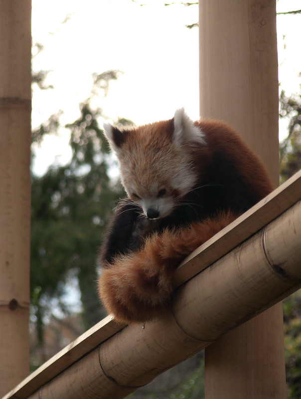 Photo d'un panda roux prenant soin de sa queue