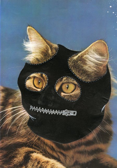 GIMP cat