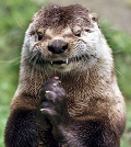 Loutre machiavelienne