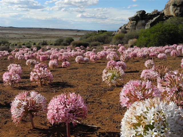 Brunsvigia bosmaniae en floraison en Afrique du Sud