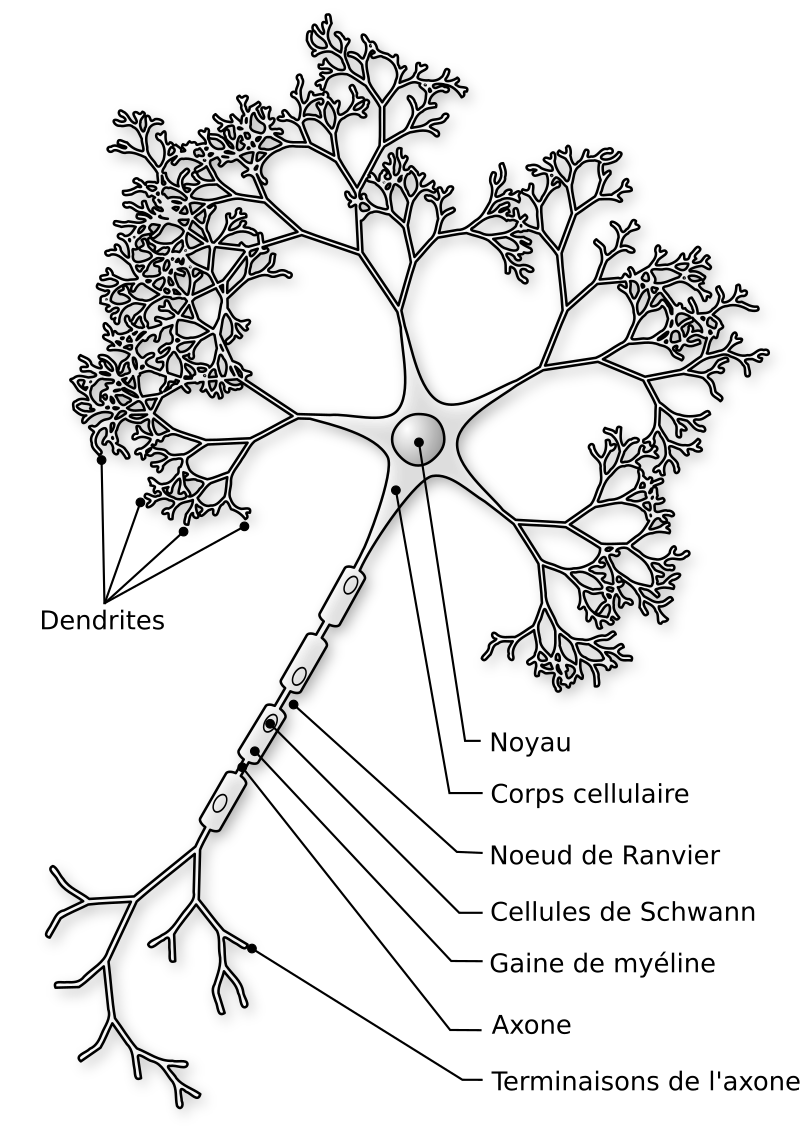 Neurone naturel