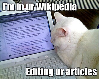 LOLcat pas animé