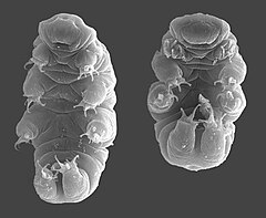 photo de tardigrade sur wikip