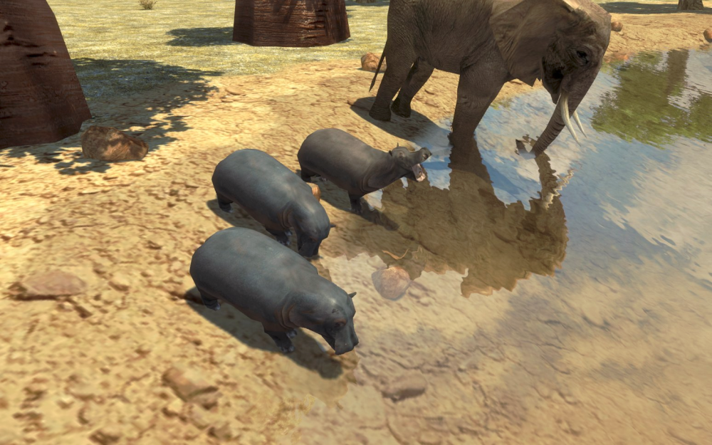 Nouvel hippopotame